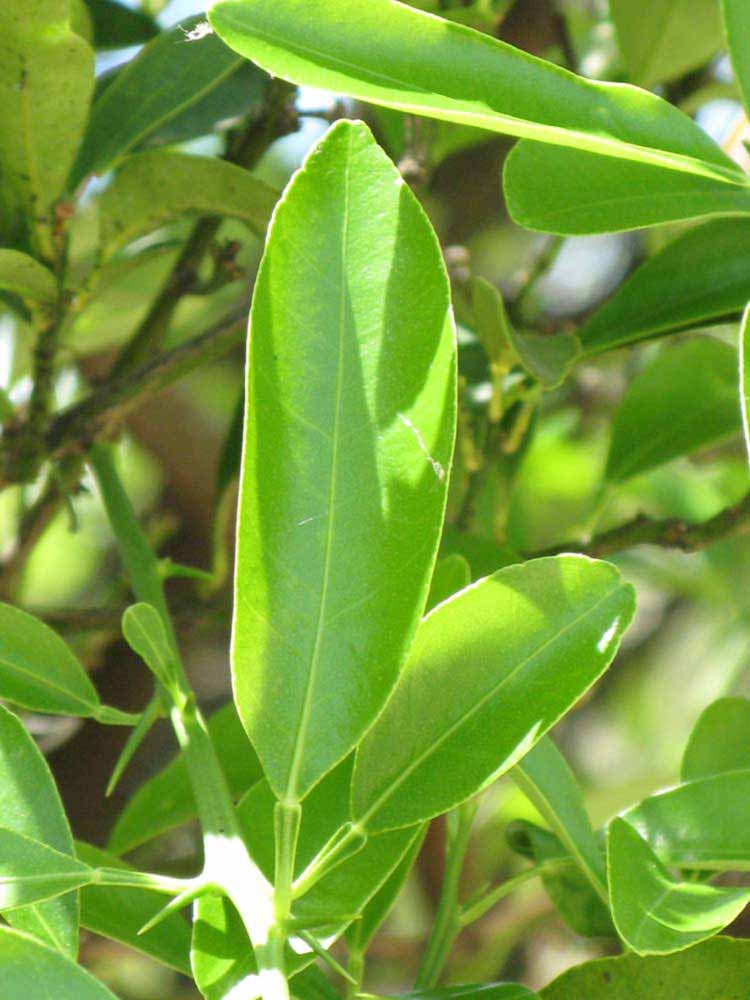              Sun leaves (Winter Haven, FL)       